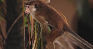 Tropik bir Sri Lanka ormanında bir palmiye ağacına tırmanırken ve üzerinde otururken görülmektedir. Bu görüntü vahşi yaşam belgeselleri ve doğa koruma içeriği için idealdir.. 
