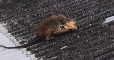 Sri Lanka 'nın çatısındaki bir maymun taze bir Jackfruit yiyor. Doğal tropikal ortamında vahşi yaşamı gösteren büyüleyici görüntüler. Doğa ve seyahat temaları için harika. 