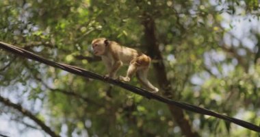 Sri Lanka 'da yemyeşil bir araziyle çevrili bir elektrik hattında bir maymun dengesi kuruyor. Bu eşsiz vahşi yaşam anı, bu tropikal maymunun doğal ortamındaki adaptasyonunu gözler önüne seriyor.. 