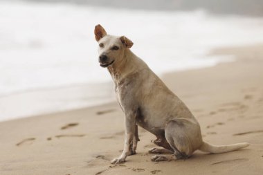 Dost canlısı bir köpek, arka planda okyanus dalgaları olan kumlu bir sahilde oturur. Evcil hayvan, doğa ve seyahat temalı yüksek kaliteli promosyonlar ve reklamlar için mükemmel.. 