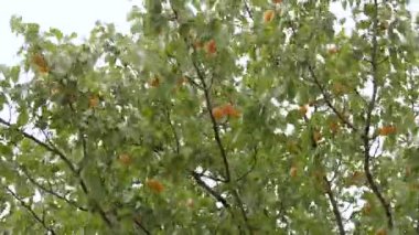 Olgun meyveleri çıkarmak için sallanan kayısı ağacının dinamik görüntüleri. Bereketli yeşil yapraklar canlı turuncu kayısılarla tezat oluşturuyor, canlı bir meyve bahçesi ortamında hasat sürecini sergiliyor..