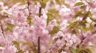 Yeşil yapraklarla çevrili, canlı, pembe kiraz çiçeklerinin tam çiçeklendiği bir yakın plan. Bu huzurlu görüntü baharın güzelliğini yansıtıyor, yenilenmeyi, büyümeyi ve hayatın geçici doğasını simgeliyor.
