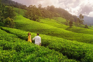 Bir çift, Nuwara Eliya, Sri Lanka 'daki yemyeşil çay tarlalarında manzaralı bir yürüyüşün tadını çıkarıyor. Sarmal yeşil tepeler ve canlı çay ekinleriyle çevrili manzara, sakin ve romantik bir kaçış sunuyor.