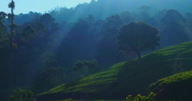 Nuwara Eliya, Sri Lanka 'daki yemyeşil çay tarlalarına vuran sisli sabah ışığının nefes kesici görüntüsü. Yeşil tepeleri ve yapayalnız ağaçları olan sakin manzara doğa ve seyahat için mükemmeldir.