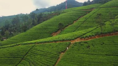 Beyaz elbiseli bir kadın Nuwara Eliya, Sri Lanka 'nın çay teraslarında yürüyor. İnsansız hava aracından elde edilen bu görüntüler Seylan çay tarlalarını gezmek için mükemmel hale getiriyor.