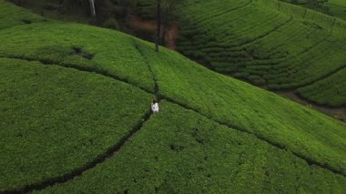 Nuwara Eliya, Sri Lanka 'daki geniş yeşil çay teraslarının arasında bir kadın duruyor. Hava aracıyla çekilmiş. Bu manzarada bölgenin tarım güzelliği vurgulanıyor, seyahat için ideal, eko