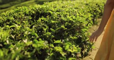 Doğa aşığı. Genç kadının kolunun yeşil çay yapraklarının tepesini nazikçe okşayışını yakından çek. Bir dişi el taze yeşil çay yapraklarına dokunur, tarlada yürürken..