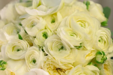Beyaz bir ranunculus buketinin göz kamaştırıcı yakın çekimi, düğün süslemeleri ve kutlamalar için mükemmel. Hassas taç yaprakları ve yumuşak renkler bunu promosyon amaçlı kullanım için yüksek kaliteli bir resim haline getiriyor..