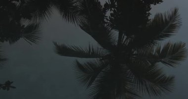Alacakaranlık sırasında sakin sularda tropikal palmiye ağaçlarının yansımasını gösteren yüksek kalite kavramsal görüntüler. Sinema doğa projeleri, karamsar seyahat sahneleri ve sakin görseller için ideal..