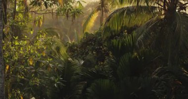 Yüksek kaliteli sinematik görüntüler, tropik bir ormanda palmiye yapraklarını delip geçen altın sabah güneşini yakalıyor. Doğa filmleri, eko projeleri ve atmosferik seyahat içeriği için ideal.
