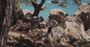 Saçları dökülmüş boho tarzı bir kadın engebeli bir uçurum kenarında çam ağaçları ve kayalarla çevrili denize doğru yürüyor. Özgürlük, seyahat, moda veya açık hava yaşam tarzı görüntüleri için ideal.