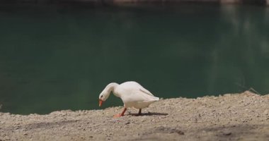 Tek bir beyaz ördek, doğal güneş ışığıyla yakalanmış, derin yeşil suyu olan sakin bir gölün yanında yavaşça yürür. Hayvanlar, barış, doğa ve kırsal konular hakkında stok görüntüleri için ideal.