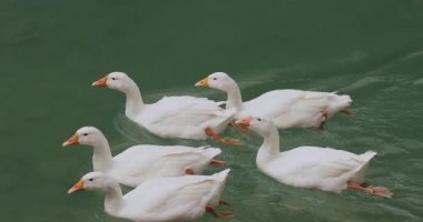 Sakin bir beyaz ördek grubu sakin yeşil suda ağır çekimde senkronize bir şekilde yüzüyor. Doğa, rahatlama, kırsal yaşam, hayvan davranışları ve huzurlu vahşi yaşam sahneleri için harika..