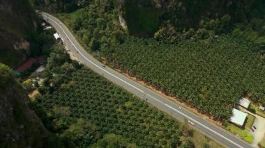 Tayland, Krabi 'deki palmiye plantasyonları ve kireçtaşı uçurumlarından geçen asfaltlı bir yol manzarası. Tarım, seyahat, altyapı ve doğa tanıtımları için ideal.