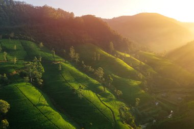 Yeşil dağlardan ve çay tarlalarından geçen manzara yolunun hava aracı görüntüsü. Yüksek kalite fotoğraf. Arkaplan veya afiş için yeşil çay alanları