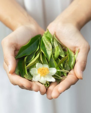 Bir avuç yeşil çay yaprağını tek bir beyaz çiçekle tutan narin eller. Organik cilt bakımı, bitkisel sağlık, çay hasadı ve çevre dostu yaşam teması için mükemmel kavramsal görüntü..