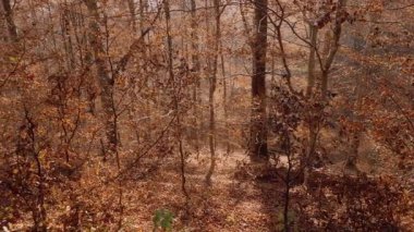 Altın sonbahar ormanlarında, çıplak ağaçlar ve zemini kaplayan yapraklarla pürüzsüz bir tava. Sıcak doğal ışık huzurlu bir ortam yaratır - mevsimlik görüntüler ya da ekolojik projeler için ideal.