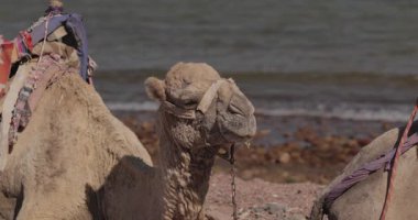 Güneşli Mısır turu sırasında kumlu Kızıldeniz kıyısında yatan deve. Seyahat kavramı, Orta Doğu turizmi ve deniz kenarındaki egzotik çöl maceraları. Yüksek kaliteli görüntüler.