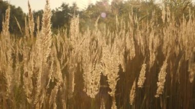 Poaceae Stipa 'nın altın akşam güneşi altında parıldayan çimlerinin yan görüntüsü. Çevre tanıtımları, doğa geçmişi, tarım kavramları ya da sakin mevsimsel görüntüler için harika..