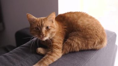 Komik ve sevimli kızıl kedi geniş esner ve yumuşak bir kanepeye uzanır, doğal ışıkla yıkanır. Evcil hayvan yaşam tarzı, konfor, mizah, rahatlama ya da rahat ev içi stok görüntüleri için ideal.