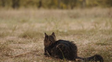 Uzun saçlı bir tekir kedi, sakince uzaklığı seyrederek, bir tarladaki kuru çimlerin üzerinde sessizce dinlenir. Hayvan davranışları, doğa, sonbahar mevsimi, kırsal ve barışçıl doğa manzaraları için ideal..