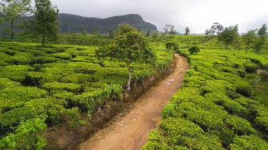 Sri Lanka 'nın dağlık bölgelerindeki canlı yeşil Seylan çay tarlalarından geçen dolambaçlı toprak bir patikanın güzel insansız hava aracı görüntüleri. Doğa, seyahat ve eko turizm projeleri için mükemmel.