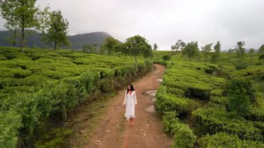 Sri Lanka 'da yemyeşil bir çay tarlası yolunda çıplak ayakla yürüyen beyaz elbiseli Asyalı bir kadının güzel sinema robotu. Seyahat, özgürlük ve sinematik doğa tanıtımları için harika..