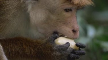 Doğal ortamında muz yiyen bir maymunun yakın çekimi. Bu yüksek kaliteli görüntü, doğa ve koruma projeleri için ideal olan vahşi yaşam davranışlarının karmaşık detaylarını yakalıyor.. 