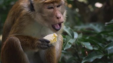 Doğal ortamında muzun tadını çıkaran bir maymunun yakın çekimi. Bu yüksek kaliteli görüntü vahşi yaşam davranışlarını yakalar ve doğa, vahşi yaşam ve koruma temalı projeler için idealdir.. 