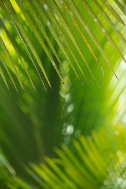 Canlı yeşil palmiye yapraklarının yakın plan çekimi tropikal güneş ışığıyla aydınlatılarak verimli ve dingin bir zemin oluşturur. Doğa, tropik ve çevre temalı yüksek kaliteli promosyonlar için idealdir.. 