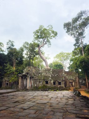 Taş duvarların üzerinde büyüyen dev bir ağacın olduğu antik Kamboçya tapınağının çarpıcı manzarası. Kaliteli fotoğraflarda tarih, miras, gizem, seyahat yeri ve turizm tanıtımı kavramı.