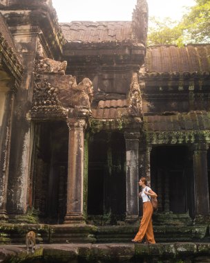Kamboçya 'da maymunlarla Angkor Wat tapınağını keşfeden güzel genç bir kadın, Khmer mirası ve kültürünün sembolü, yaşam tarzı, turizm, tarih, maneviyat, seyahat promosyonu ve macera konsepti.
