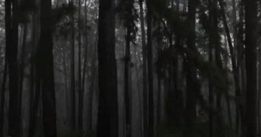 Sri Lanka 'da hareket halindeki bir trende görülen yoğun bir orman manzarasının üzerine düşen yağmurun kasvetli yavaş çekim görüntüsü. Yüksek kaliteli stok görüntüleri seyahat, eko-turizm, sinema ve doğa tanıtımı için idealdir..