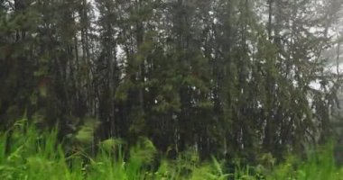 Sri Lanka 'daki sisli tropikal yağmur ormanları ve yemyeşil tepelerden geçen bir trenin görüntüsü. Kavramsal seyahat stoku videosu eko-turizm, macera ve seyahat tutkusu için mükemmel.