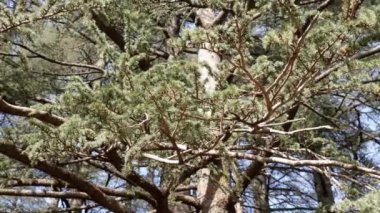 Fas, Azrou ormanındaki güzel uzun Atlas sedir ağacı. Sedir ağacının ahşabı ünlü Fas ahşap tavanı ve kapıları için kullanılır. 4k içinde doğa arkaplan görüntüsü.  