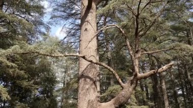 Fas, Azrou ormanındaki güzel uzun Atlas sedir ağacı. Sedir ağacının ahşabı ünlü Fas ahşap tavanı ve kapıları için kullanılır. 4k içinde doğa arkaplan görüntüsü.  