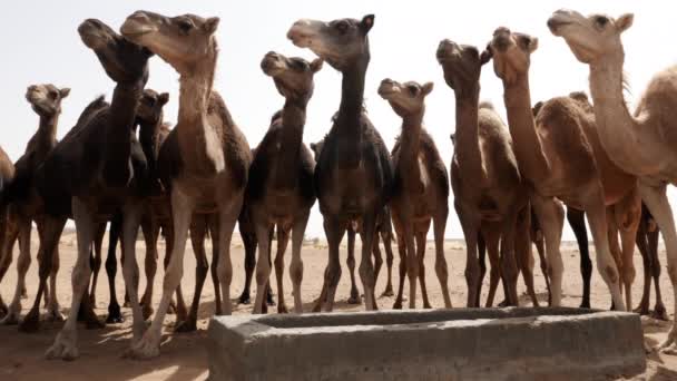 Διψασμένες Καμήλες Δρομάκια Περιμένουν Ένα Ξηρό Πηγάδι Για Νερό Στην — Αρχείο Βίντεο