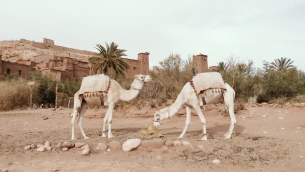 モロッコのKsar Kasbah Ait Benhaddouの前にある2頭の白いラクダ モロッコの人気のある観光旅行先 4K映像 — ストック動画
