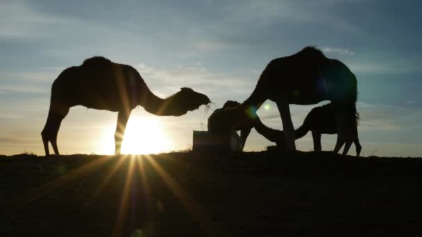 Silhouettes Camels Dromedary Eating Sunrise Desert Erg Chebbi Merzouga Morocco — Wideo stockowe