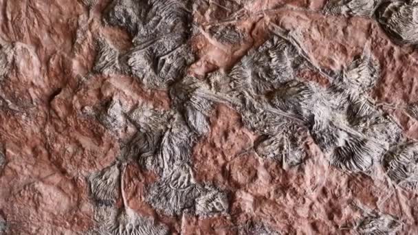 Detalhe Uma Laje Com Fósseis Lírios Mar Crinoides Crinoidea Filmagem — Vídeo de Stock