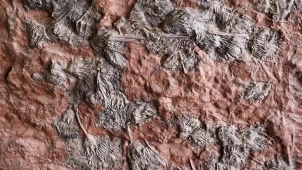 Detail Slab Sea Lilies Fossils Crinoids Crinoidea Footage — Vídeo de Stock
