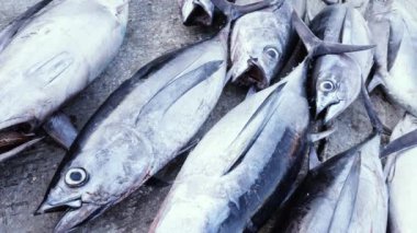 Essaouira, Fas 'taki balık pazarında taze balık yakaladım. Deniz ürünleri arka plan 4k.