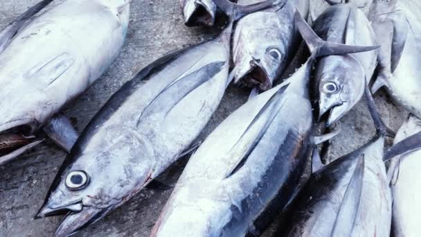 モロッコのエサウイラの魚市場で水揚げされたばかりのマグロ シーフードの背景映像 — ストック動画