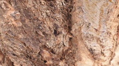 Akasya ağacı kabuğu yakın plan. Soyut doku arka plan 4k görüntüsü.