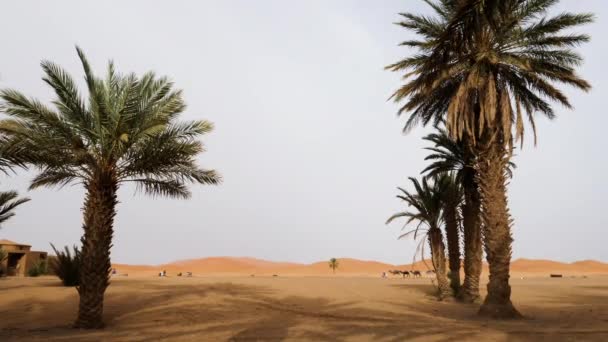 Idyllic Desert Landscape Scenery Sand Dunes Date Palms Erg Chebbi — Stockvideo