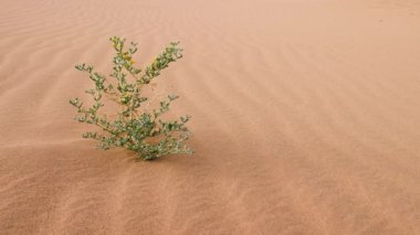 Green desert plant with tiny yellow flowers. Moves in the wind, growing in sand dunes, in the Sahara desert of Morocco. Nature background 4k footage. 