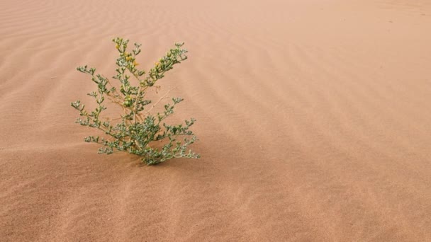 Green Desert Plant Tiny Yellow Flowers Moves Wind Growing Sand — Stock Video