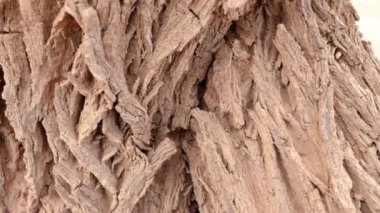 Tamarisk ağaç kabuğunun soyut yakın çekimi. 4k içinde doğa arkaplan dokusu görüntüsü.