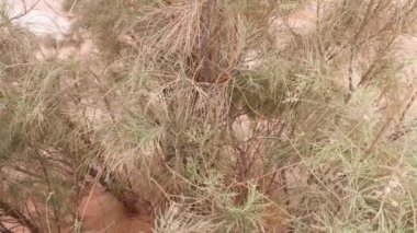 Tamarisk tree in the Sahara desert of South Morocco. Dry, arid desert landscape, drought, climate change. Background 4k footage.