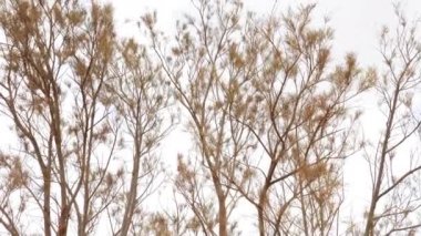 Tamarisk tree in the Sahara desert of South Morocco. Dry, arid desert landscape, drought, climate change. Background 4k footage.